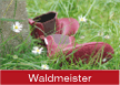 Waldmeister